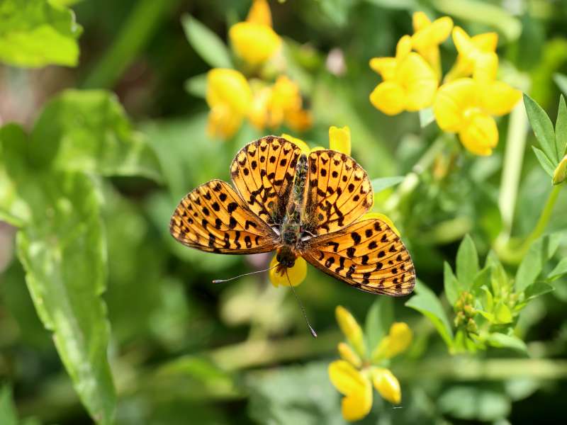 Da determinare 2 -  Boloria (Clossiana) euphrosyne